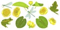 Flowers and leaves of yellow water Lily, nuphar lutea, dragonfly and frog